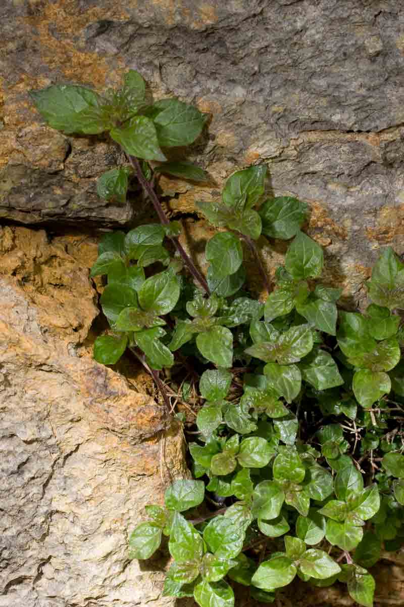 Pianta laziale 1 - Parietaria sp.